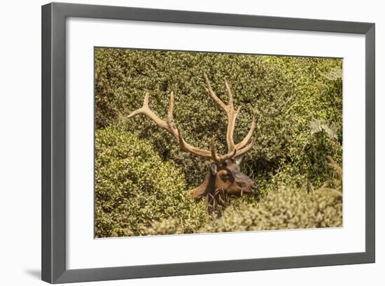Roosevelt Elk Along the Pacific Coast at Prairie Creek Redwoods Sp-Michael Qualls-Framed Photographic Print