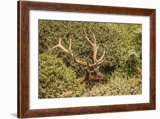 Roosevelt Elk Along the Pacific Coast at Prairie Creek Redwoods Sp-Michael Qualls-Framed Photographic Print