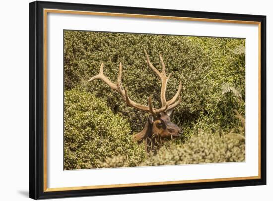 Roosevelt Elk Along the Pacific Coast at Prairie Creek Redwoods Sp-Michael Qualls-Framed Photographic Print