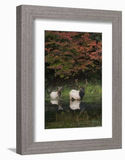 Roosevelt Elk, Bull and Cow-Ken Archer-Framed Photographic Print