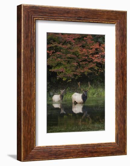 Roosevelt Elk, Bull and Cow-Ken Archer-Framed Photographic Print