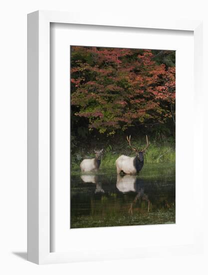 Roosevelt Elk, Bull and Cow-Ken Archer-Framed Photographic Print