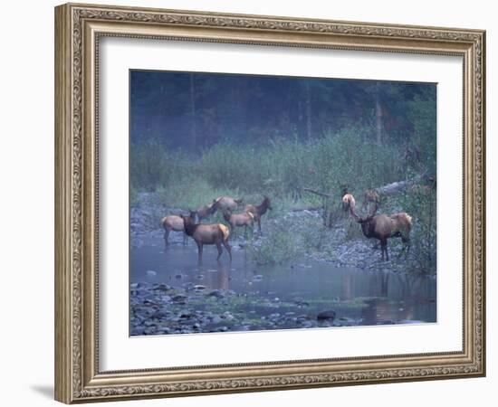 Roosevelt Elk Herd, Olympic National Park, Washington, USA-Steve Kazlowski-Framed Photographic Print