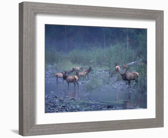 Roosevelt Elk Herd, Olympic National Park, Washington, USA-Steve Kazlowski-Framed Photographic Print