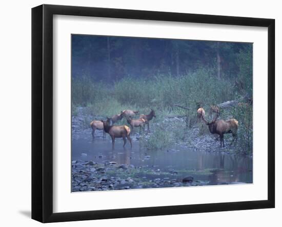 Roosevelt Elk Herd, Olympic National Park, Washington, USA-Steve Kazlowski-Framed Photographic Print