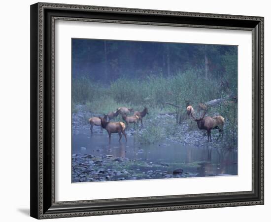 Roosevelt Elk Herd, Olympic National Park, Washington, USA-Steve Kazlowski-Framed Photographic Print