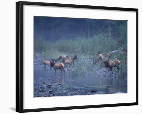 Roosevelt Elk Herd, Olympic National Park, Washington, USA-Steve Kazlowski-Framed Photographic Print