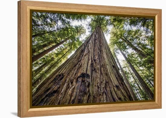 Roosevelt Grove, Humboldt Redwoods State Park, California-Rob Sheppard-Framed Premier Image Canvas
