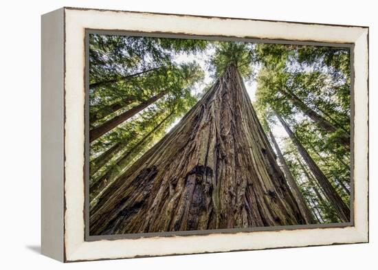 Roosevelt Grove, Humboldt Redwoods State Park, California-Rob Sheppard-Framed Premier Image Canvas