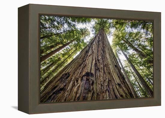 Roosevelt Grove, Humboldt Redwoods State Park, California-Rob Sheppard-Framed Premier Image Canvas