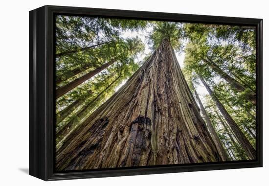 Roosevelt Grove, Humboldt Redwoods State Park, California-Rob Sheppard-Framed Premier Image Canvas