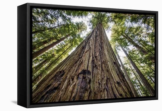 Roosevelt Grove, Humboldt Redwoods State Park, California-Rob Sheppard-Framed Premier Image Canvas