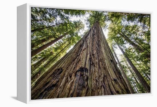 Roosevelt Grove, Humboldt Redwoods State Park, California-Rob Sheppard-Framed Premier Image Canvas