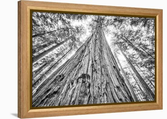 Roosevelt Grove, Humboldt Redwoods State Park, California-Rob Sheppard-Framed Premier Image Canvas