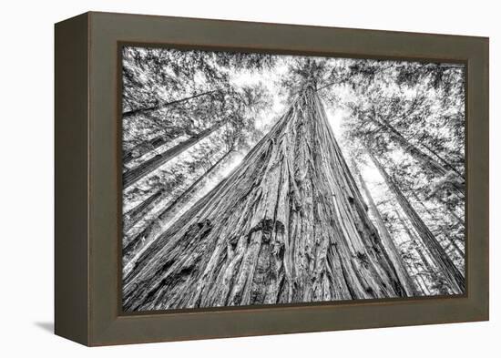 Roosevelt Grove, Humboldt Redwoods State Park, California-Rob Sheppard-Framed Premier Image Canvas