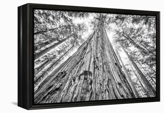 Roosevelt Grove, Humboldt Redwoods State Park, California-Rob Sheppard-Framed Premier Image Canvas