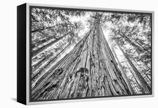 Roosevelt Grove, Humboldt Redwoods State Park, California-Rob Sheppard-Framed Premier Image Canvas