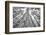 Roosevelt Grove, Humboldt Redwoods State Park, California-Rob Sheppard-Framed Photographic Print