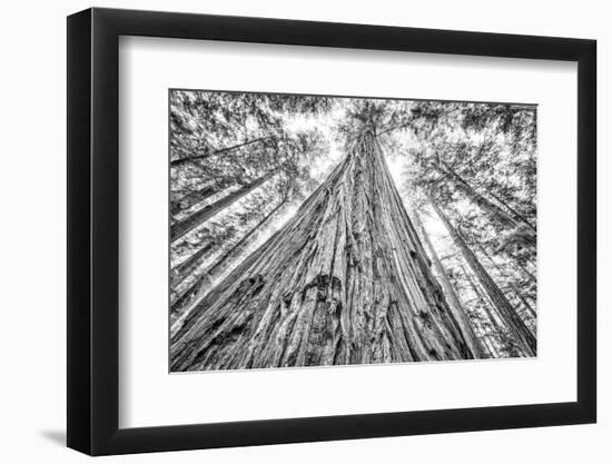 Roosevelt Grove, Humboldt Redwoods State Park, California-Rob Sheppard-Framed Photographic Print