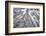 Roosevelt Grove, Humboldt Redwoods State Park, California-Rob Sheppard-Framed Photographic Print