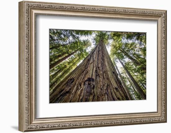 Roosevelt Grove, Humboldt Redwoods State Park, California-Rob Sheppard-Framed Photographic Print