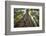 Roosevelt Grove, Humboldt Redwoods State Park, California-Rob Sheppard-Framed Photographic Print