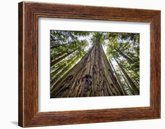 Roosevelt Grove, Humboldt Redwoods State Park, California-Rob Sheppard-Framed Photographic Print