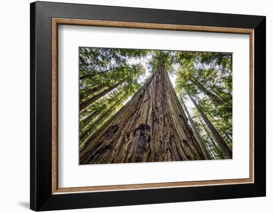 Roosevelt Grove, Humboldt Redwoods State Park, California-Rob Sheppard-Framed Photographic Print