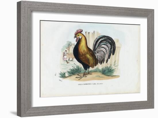 Rooster, 1863-79-Raimundo Petraroja-Framed Giclee Print