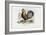 Rooster, 1863-79-Raimundo Petraroja-Framed Giclee Print