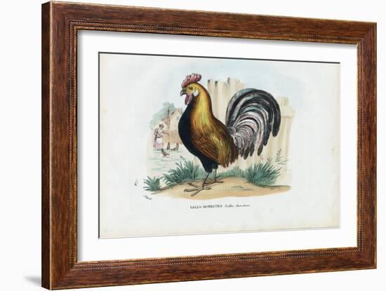 Rooster, 1863-79-Raimundo Petraroja-Framed Giclee Print