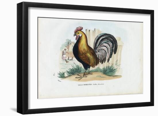 Rooster, 1863-79-Raimundo Petraroja-Framed Giclee Print