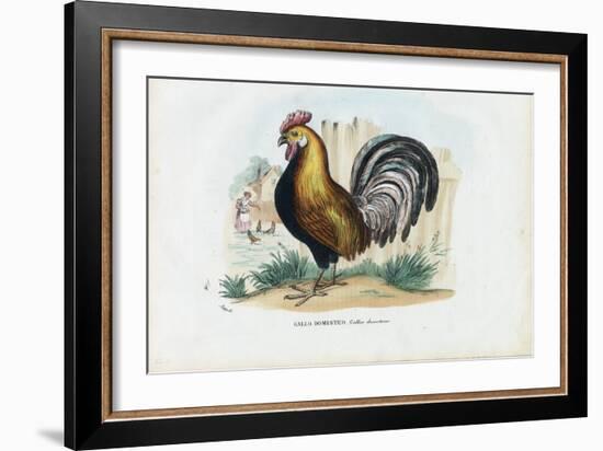 Rooster, 1863-79-Raimundo Petraroja-Framed Giclee Print