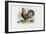 Rooster, 1863-79-Raimundo Petraroja-Framed Giclee Print