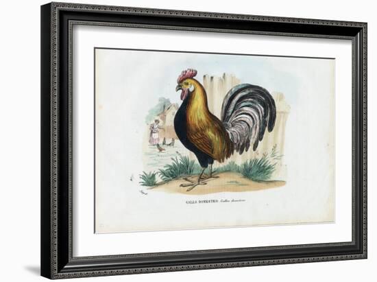 Rooster, 1863-79-Raimundo Petraroja-Framed Giclee Print