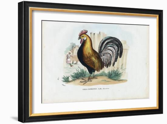 Rooster, 1863-79-Raimundo Petraroja-Framed Giclee Print