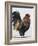 Rooster 1-Renee Gould-Framed Giclee Print