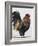 Rooster 1-Renee Gould-Framed Giclee Print