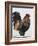 Rooster 1-Renee Gould-Framed Giclee Print