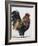 Rooster 1-Renee Gould-Framed Giclee Print