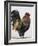 Rooster 1-Renee Gould-Framed Giclee Print