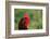 Rooster, 2012,-Anthony Butera-Framed Photographic Print