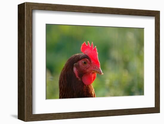Rooster, 2012,-Anthony Butera-Framed Photographic Print