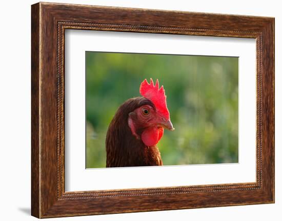 Rooster, 2012,-Anthony Butera-Framed Photographic Print