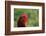 Rooster, 2012,-Anthony Butera-Framed Photographic Print