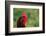 Rooster, 2012,-Anthony Butera-Framed Photographic Print