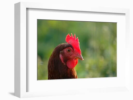 Rooster, 2012,-Anthony Butera-Framed Photographic Print