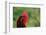 Rooster, 2012,-Anthony Butera-Framed Photographic Print