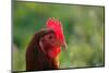 Rooster, 2012,-Anthony Butera-Mounted Photographic Print