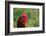 Rooster, 2012,-Anthony Butera-Framed Photographic Print